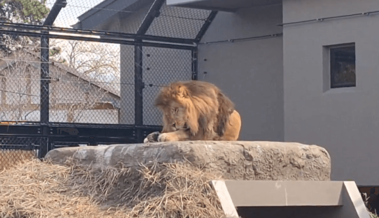 休園中。のんびりけづくろい中のデネブくん