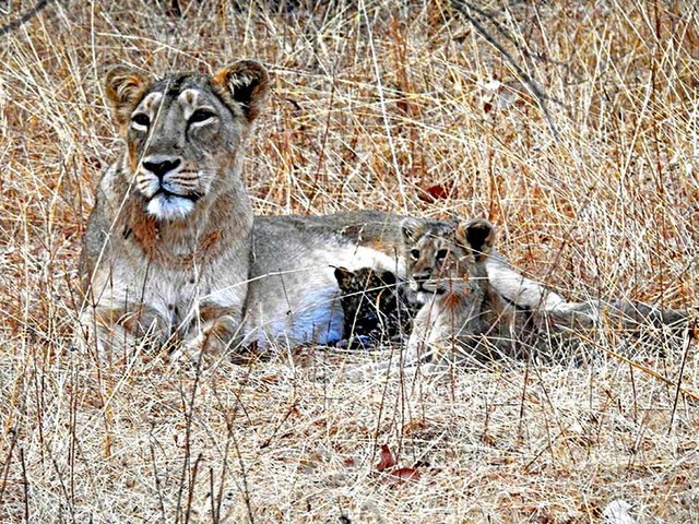 ヒョウの赤ちゃんを育てるライオン インドで見つかる 朝日新聞globe