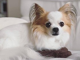 ご飯に散歩に帰宅時間、すべて把握するチワワ「モモ」　おかげで規則正しい生活に