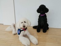 2018年12月、ミカ㊨は後継のモリスに後を託して8歳で引退した（提供写真）