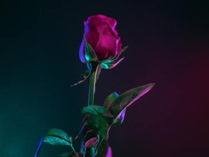 処女歴27年、知らない男性と電話で「大冒険」。愛の言葉を囁かれて