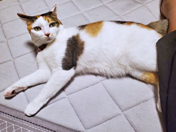 コロン！と寝そべった桜ちゃん（画像提供：恵美子with三毛猫桜 時々旦那さん）
