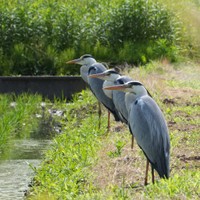 アオサギの整列！（提供：ちびこさん）