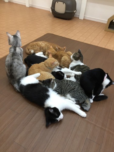 お昼ごはん食べた後は猫団子
