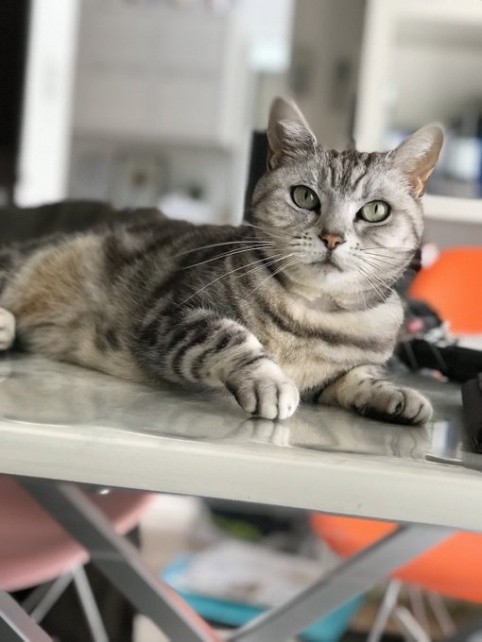 先代猫ラムちゃん