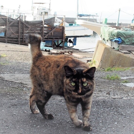 「また会おうね」と佐竹さんと約束したいつかのサビ猫はすっかり大きくなっていた。新刊は全編通して写真より文章多め。それは「猫好きの皆さんと、猫への思いをしっかり共有したかったから」だという。（佐竹茉莉子撮影、「猫との約束」より）