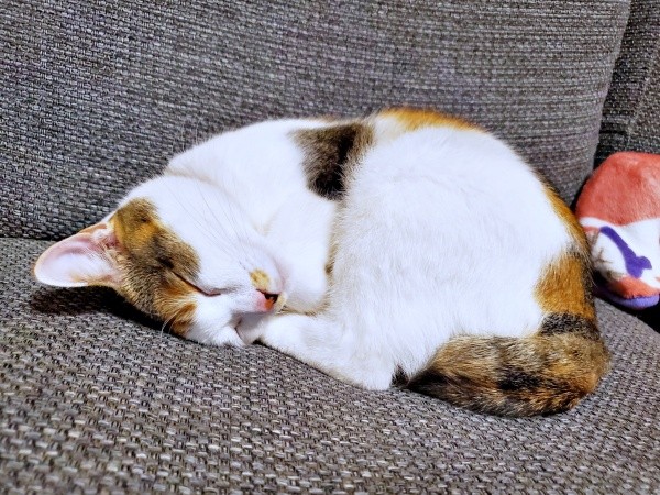 2022年、お迎えまもないころ、すやすや眠る桜ちゃん（画像提供：恵美子with三毛猫桜 時々旦那さん）