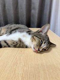 寝顔は大変なことに…！？（画像提供：むぎときびさん）