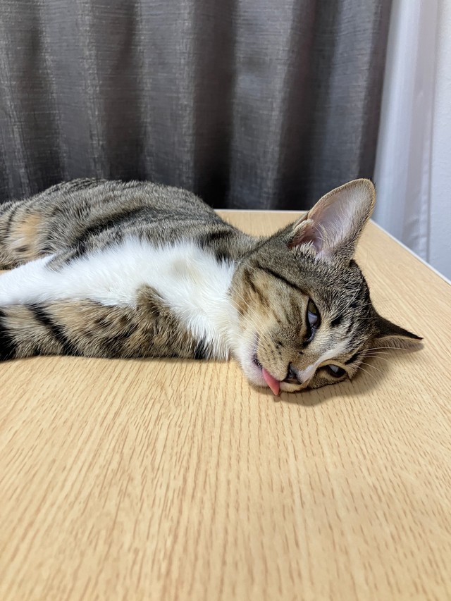 寝顔は大変なことに…！？（画像提供：むぎときびさん）