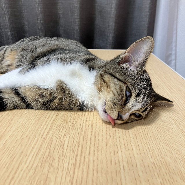 寝顔は大変なことに…！？（画像提供：むぎときびさん）