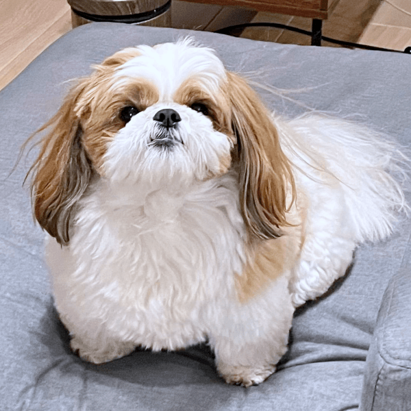 飼い主さんを見上げるぽこちゃん（画像提供：ぽこさん）