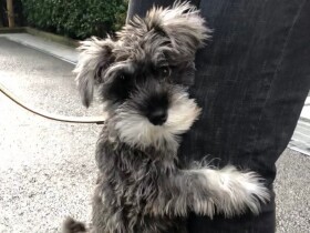 手がかからないと思ったミニチュアシュナウザー　スイッチ入ると大暴れで生傷絶えず　