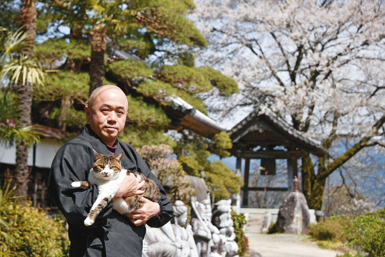 中央アルプスを望む鐘楼横の地主桜は特に源頼朝が好んだ