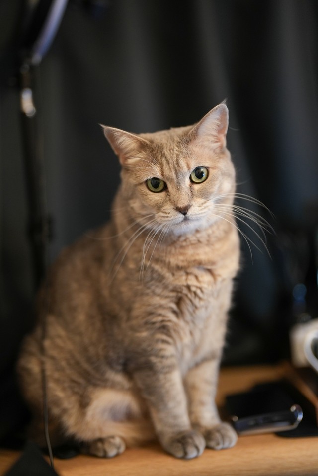 ソフィはグレーと茶色の毛が美しい
