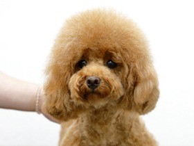 シャンプーなんて大嫌い！　ワンちゃんシャンプーのプロの技