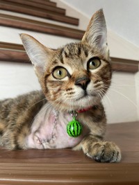 手術後9日目。（再断脚後2日目）、いつの間にか階段に登っていた＝親兵衛（しんべえ）さん（@shin_bei22）提供