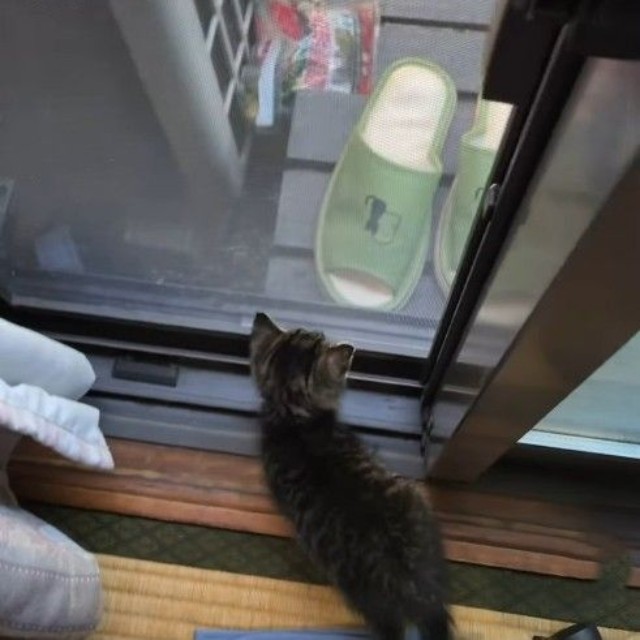 母猫たちの姿が見えなくなっても鳴き続けた粒ちゃん（「きゅう粒」さん提供、Instagramよりキャプチャ撮影）
