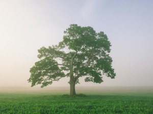 愚痴を受け止めてくれた森の大樹のように、私も誰かの大樹になりたい