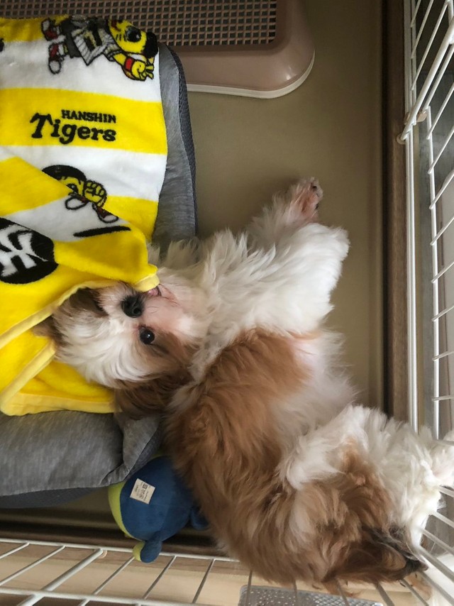 頭だけベッドの上・・・＝ぽたさん（@nejiringbow）提供