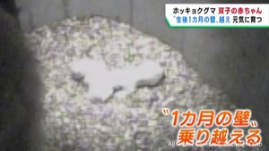ホッキョクグマの双子の赤ちゃん　すくすく育つ　仙台・八木山動物公園