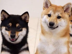 血祭り豆柴きょうだい、犬の群れにもまれ激変　その姿に、自分も変わろうと母は誓う