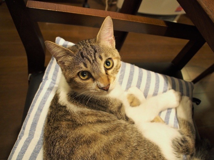 好奇心に満ちた瞳のシャインくん