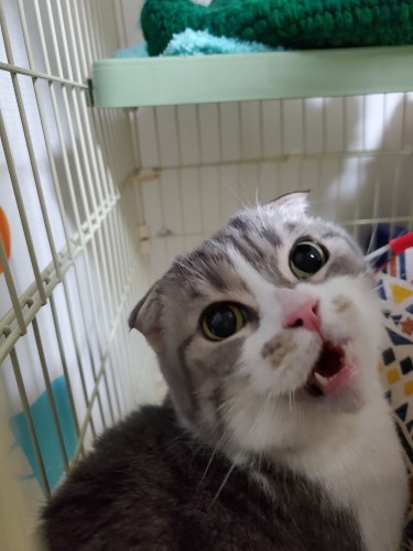 ２キロ台と子猫のように小さなちび。鳴く声も小さいんです