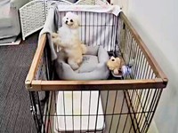 ケージから外をのぞく子犬（画像提供：ふわとろ天使くん）