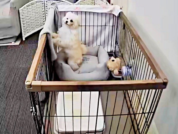 ケージから外をのぞく子犬（画像提供：ふわとろ天使くん）