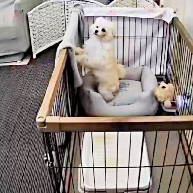 ケージから外をのぞく子犬（画像提供：ふわとろ天使くん）