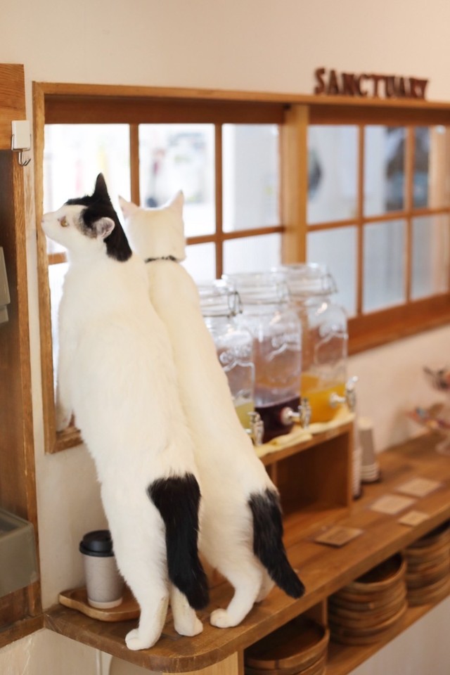 常時100前後の猫たちが里親を待つ店内は清潔感があり、衛生的