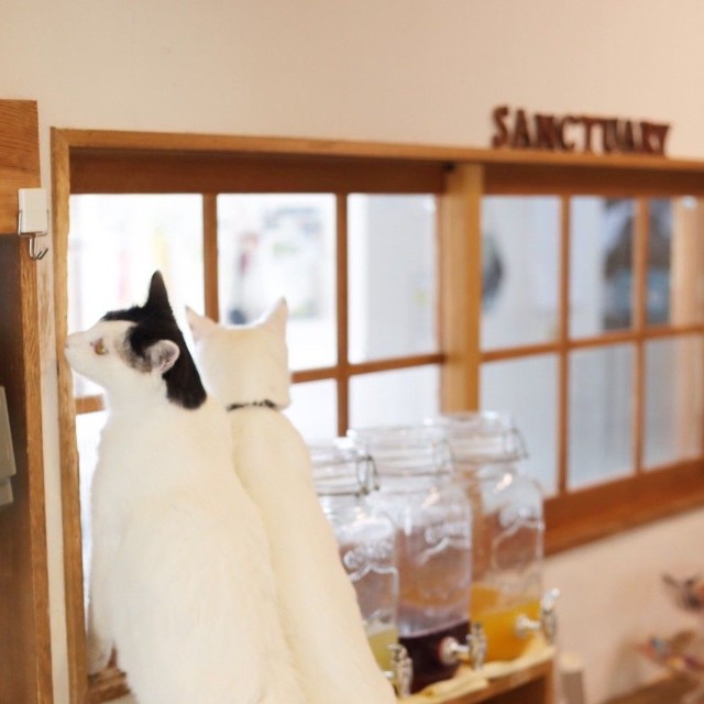 常時100前後の猫たちが里親を待つ店内は清潔感があり、衛生的