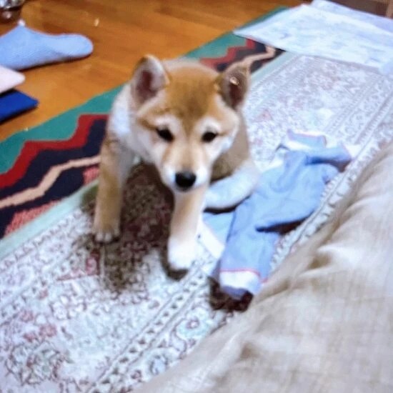 家にきたころの「芽里（めり）」