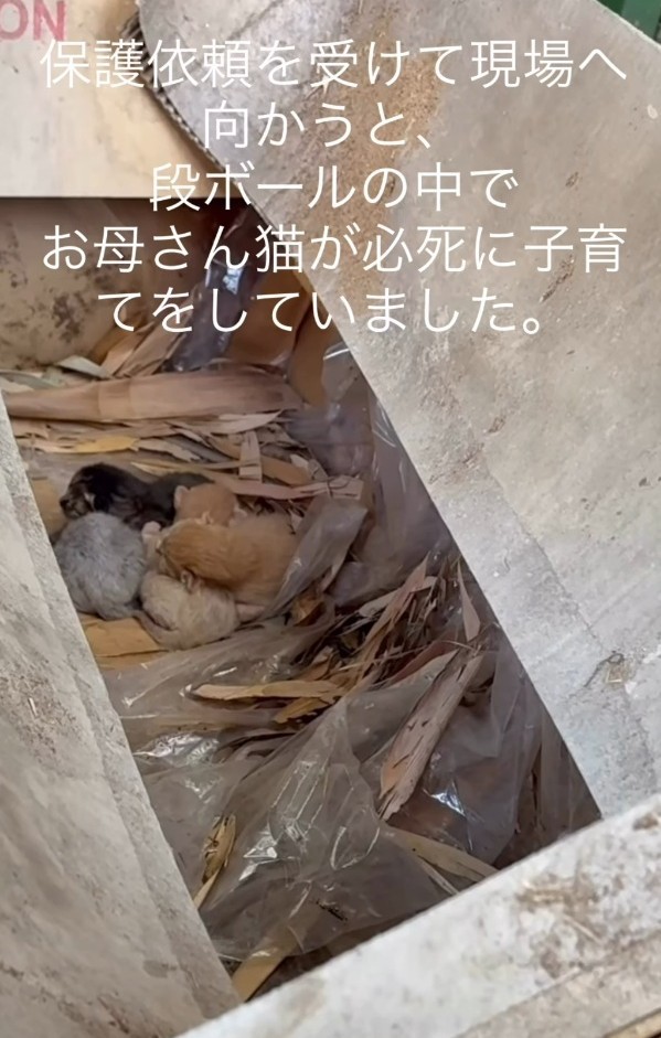 神社の敷地内の段ボールの中で母猫が必死に子育てをしていたという（「一般社団法人マハロ」さん提供、Instagramよりキャプチャ撮影）