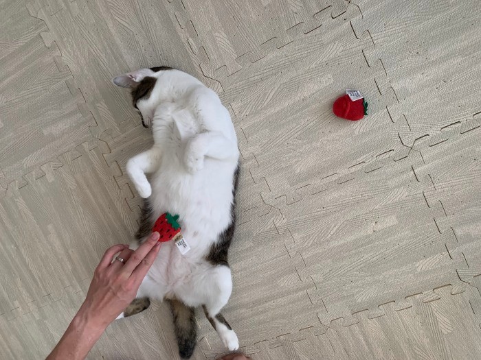 シンガポールのペットショップで購入したオモチャ「こっちにもおもしろいグッズがあるね。フードもまずまず。でも鉱物系の砂はあまり固まらないから日本のと混ぜてるよ」（晴美さん提供）