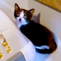子猫時代、お迎えしてまもないころのかごめちゃん（画像提供：minato.kさん）