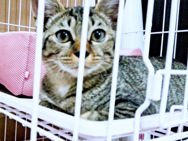 お迎え間もないころ、まん丸お目々が愛らしいリリーちゃん（画像提供：夜更かしの猫好きさん）