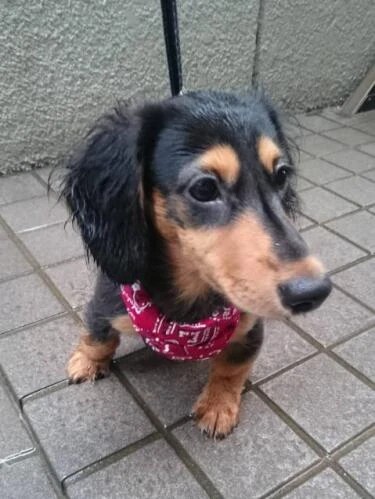 家にきたころの「カイザー」