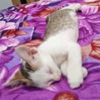 おうちで暮らし始めて数日経ったころのマルちゃん（画像提供：越南猫の日本暮らしさん）