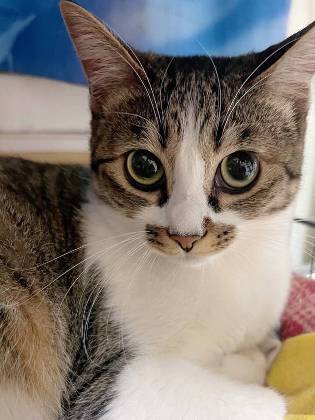 じっと見つめる表情がかわいらしいココちゃん（画像提供：つくきな ココテテさん）