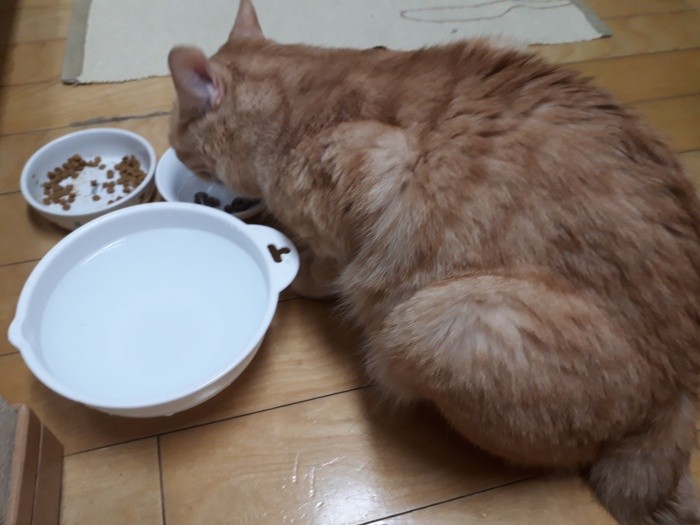 エサをむさぼるように食べるきなこ