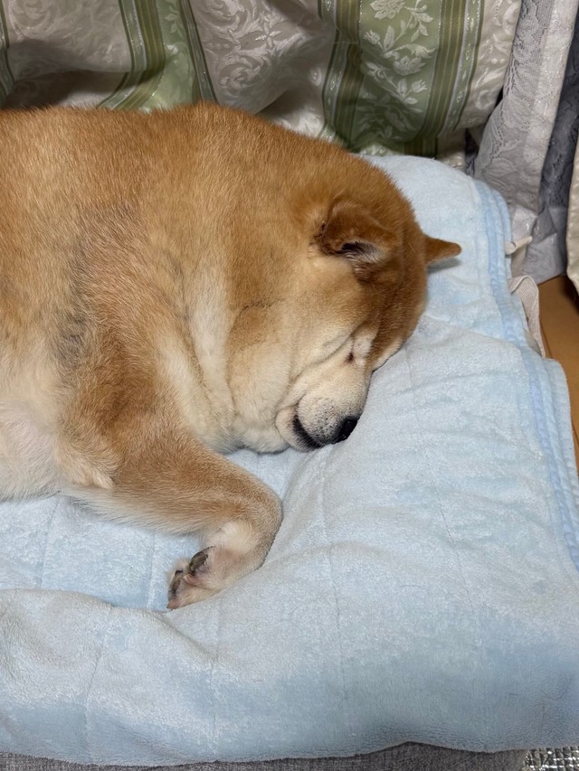 めり込みすぎるソラちゃん（提供：波さん）