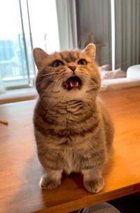 「それちゅーるでしょ！」抗議するひまりちゃん