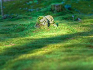 お点前をしている間に共有する同じ時間。私は茶道で世界とつながる