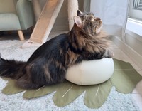 餅を差し置いて、餅になっちゃってすみません！（「マンチカンのアーサー」さん提供）