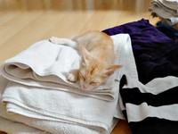 お迎え初日、洗濯物の上で眠る茶々くん（画像提供：茶々のちニャンキー時々ガブ男（猫垢）さん）