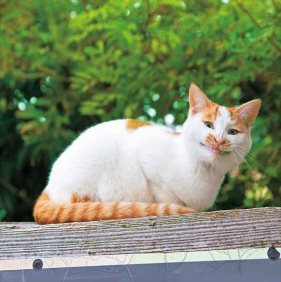 「イキってるネコ」より（沖昌之撮影、辰巳出版提供）