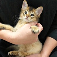 お迎え時、生後2カ月半だった瑠偉ちゃん（画像提供：うにねこさん）