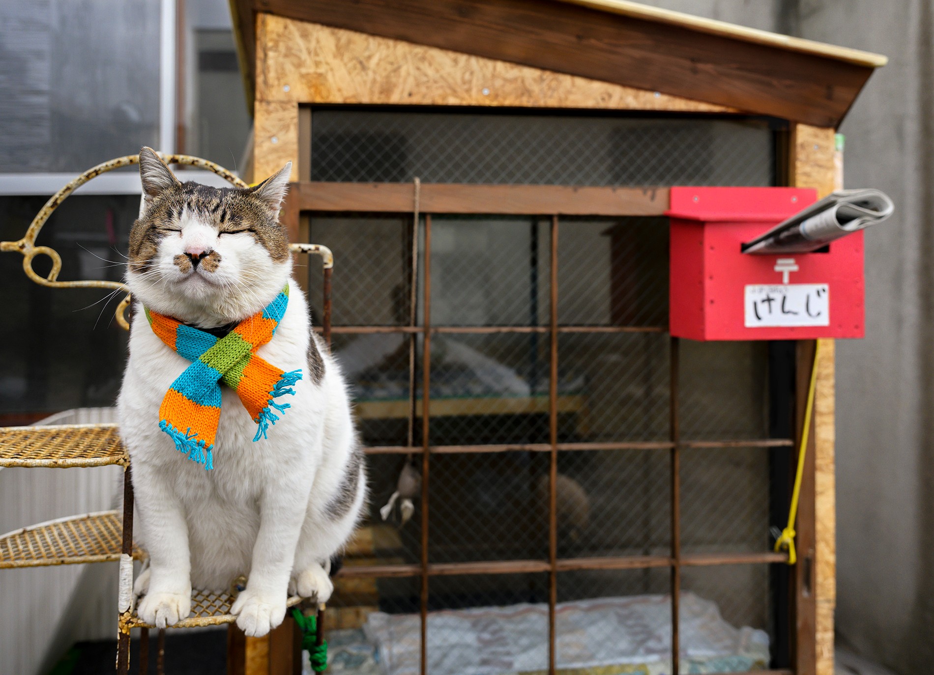 北に生きる“令和のボス猫”は強いだけじゃない…「みんなケンジを好きに