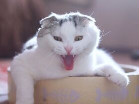 リラックスする猫　キュウリが美味しすぎる犬も！〈sippoおもしろ写真〉
